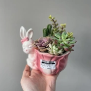 Суккулент  0