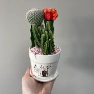 Микс кактусов 0