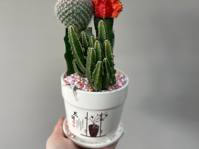 Микс кактусов