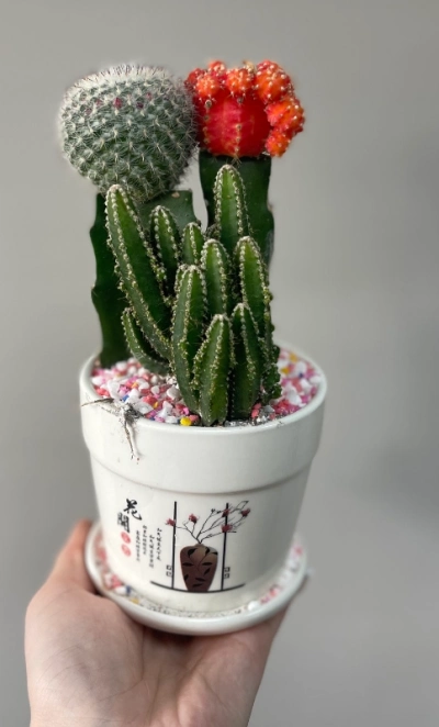 Микс кактусов