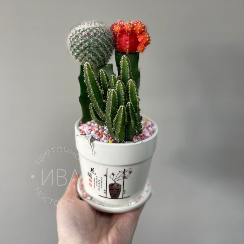 Микс кактусов