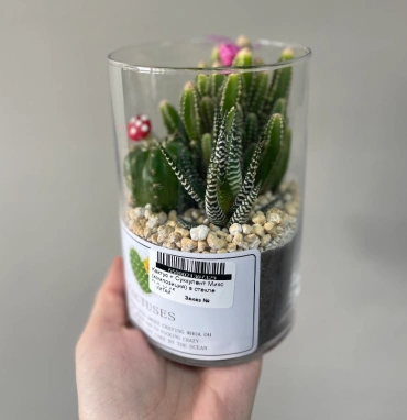 Кактус + суккулент 