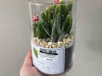 Кактус + суккулент 