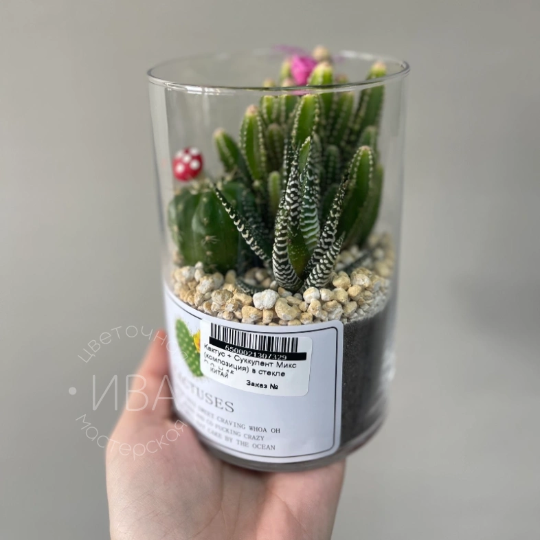 Кактус + суккулент 