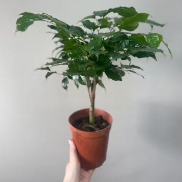 Радермахера