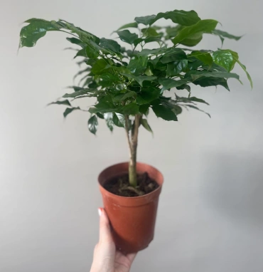 Радермахера