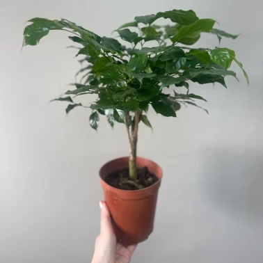 Радермахера