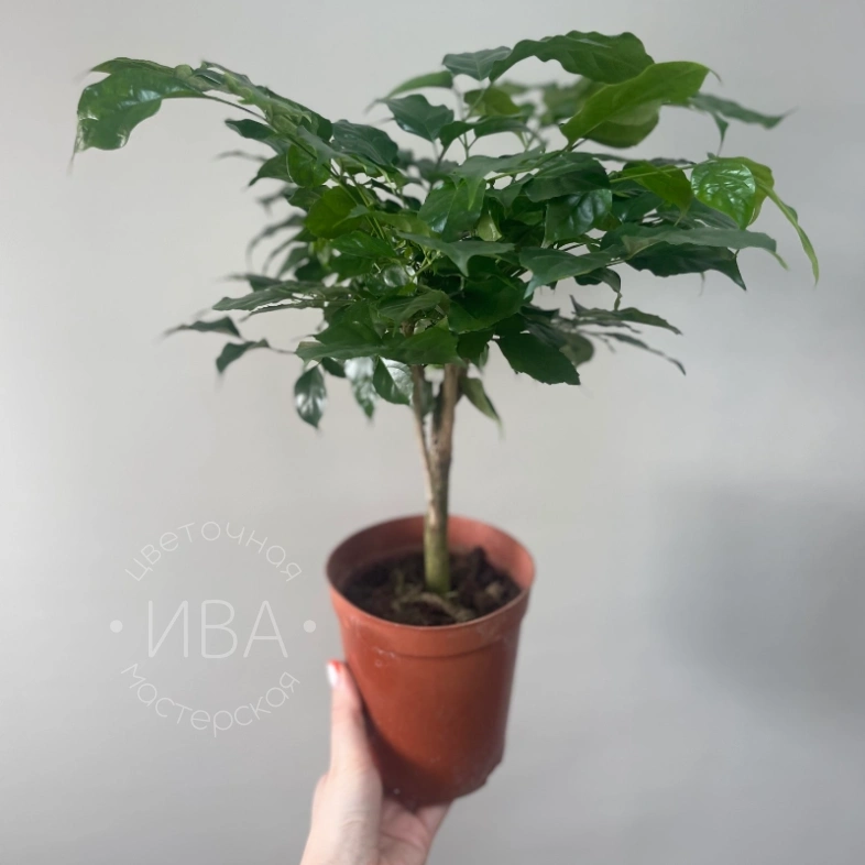 Радермахера