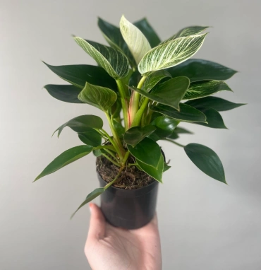 Филодендрон 