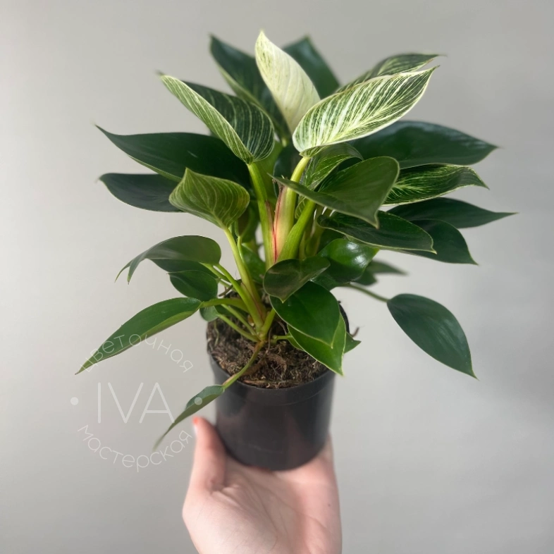 Филодендрон 