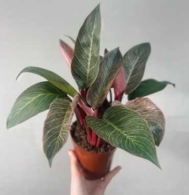 Филодендрон красный