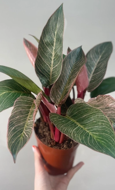 Филодендрон красный