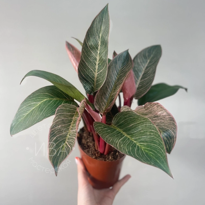 Филодендрон красный