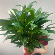 Спатифиллум 0