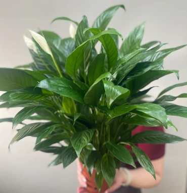 Спатифиллум