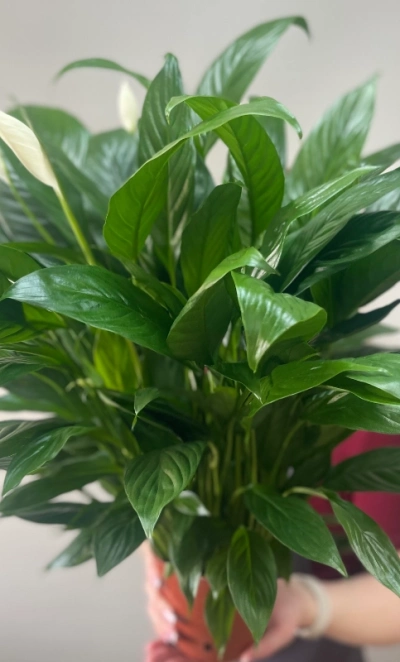 Спатифиллум