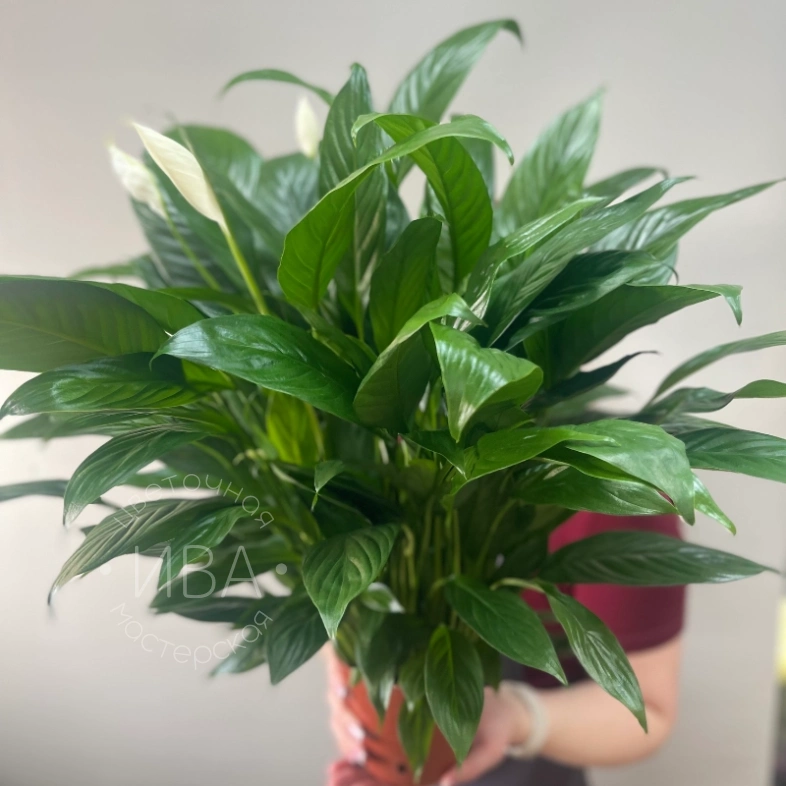 Спатифиллум