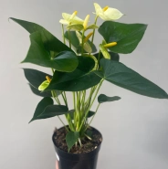 Антуриум Ванилла 0