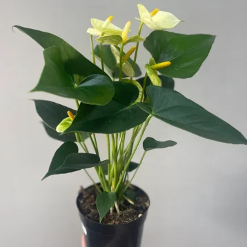 Антуриум Ванилла